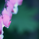 Illustration for article titled Shooting Challenge: Macro Gallery 2